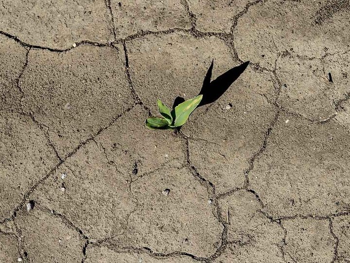 An image of a plant sprouting from the soil